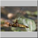 Libellula depressa - Plattbauch w03.jpg